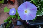 Ipomoea tricolor