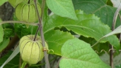 Physalis angulata