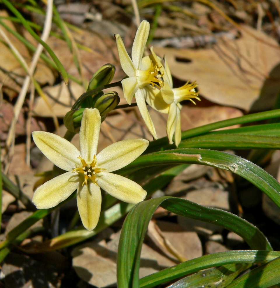 Triteleia ixioides