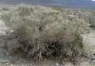 Atriplex confertifolia