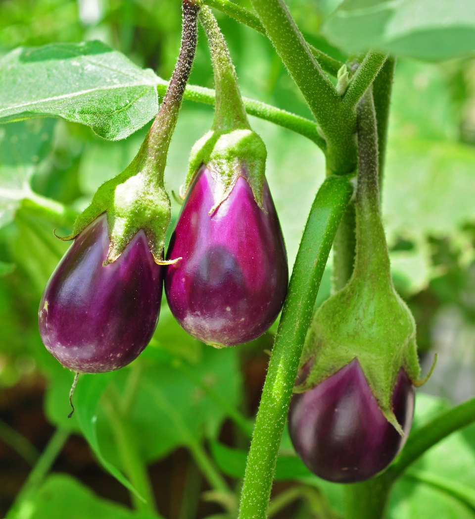 Solanum melongena