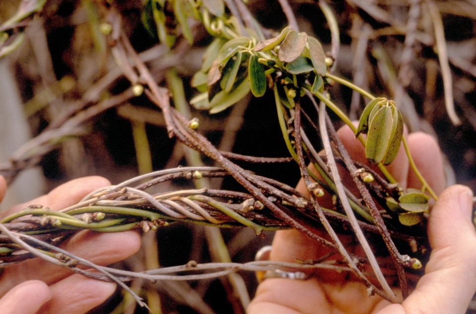 Akebia quinata