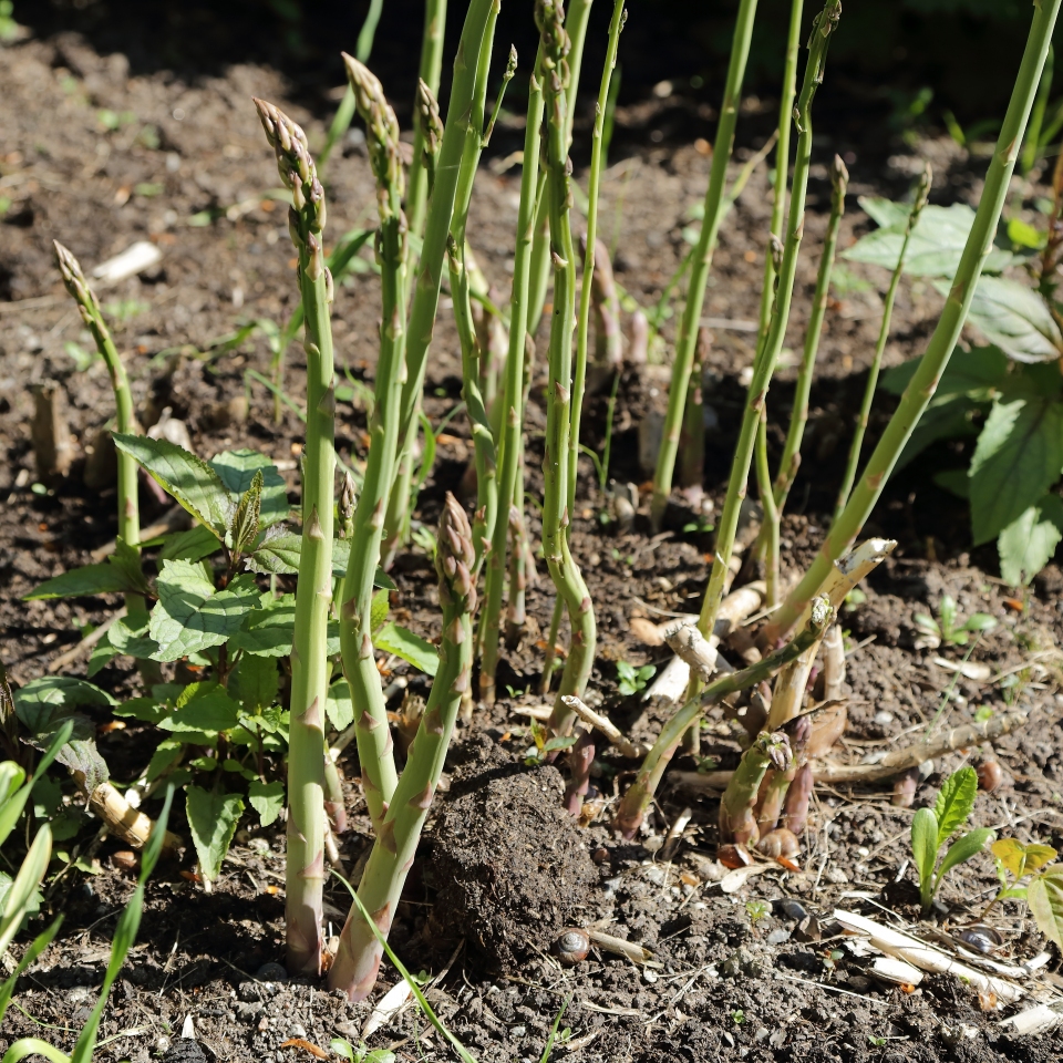 Asparagus officinalis