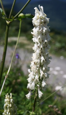 Aconitum orientale