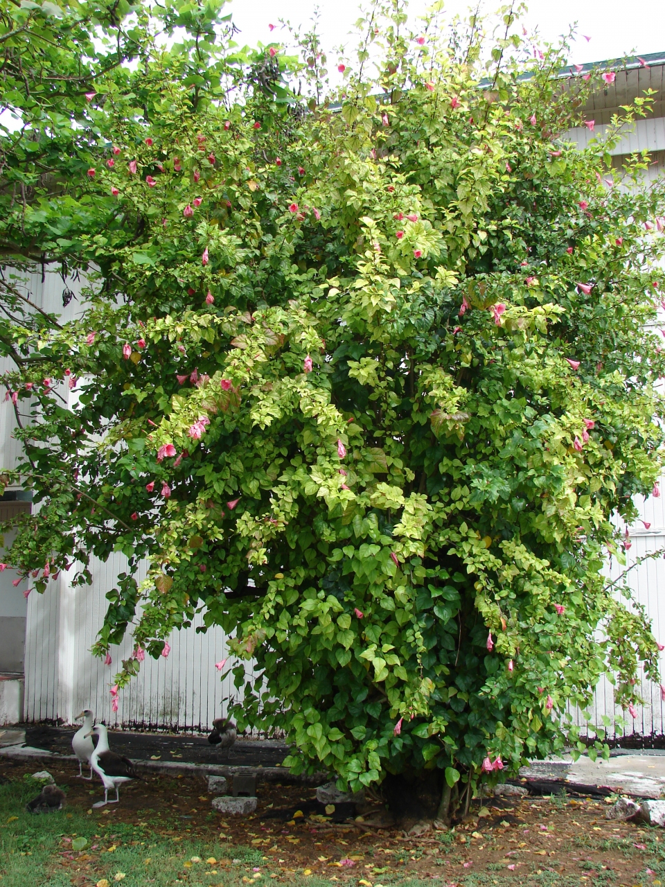 Hibiscus rosa-sinensis