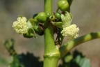 Ricinus communis