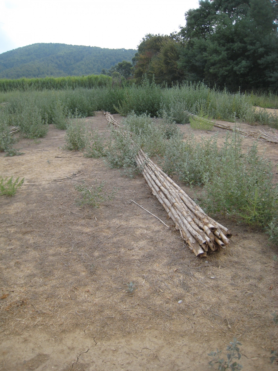 Arundo donax