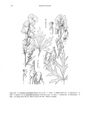 Aconitum kusnezoffii