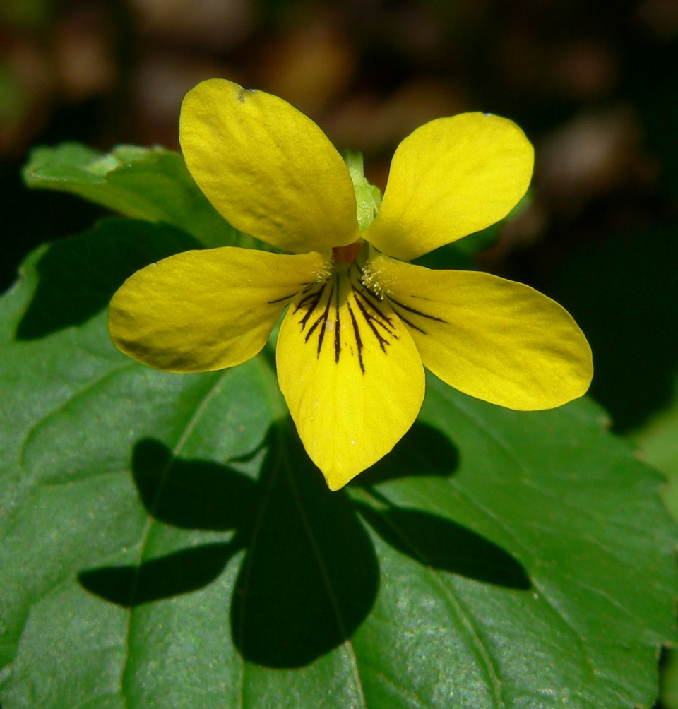 Viola glabella