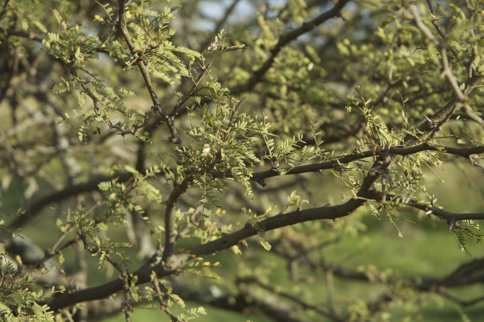 Prosopis affinis