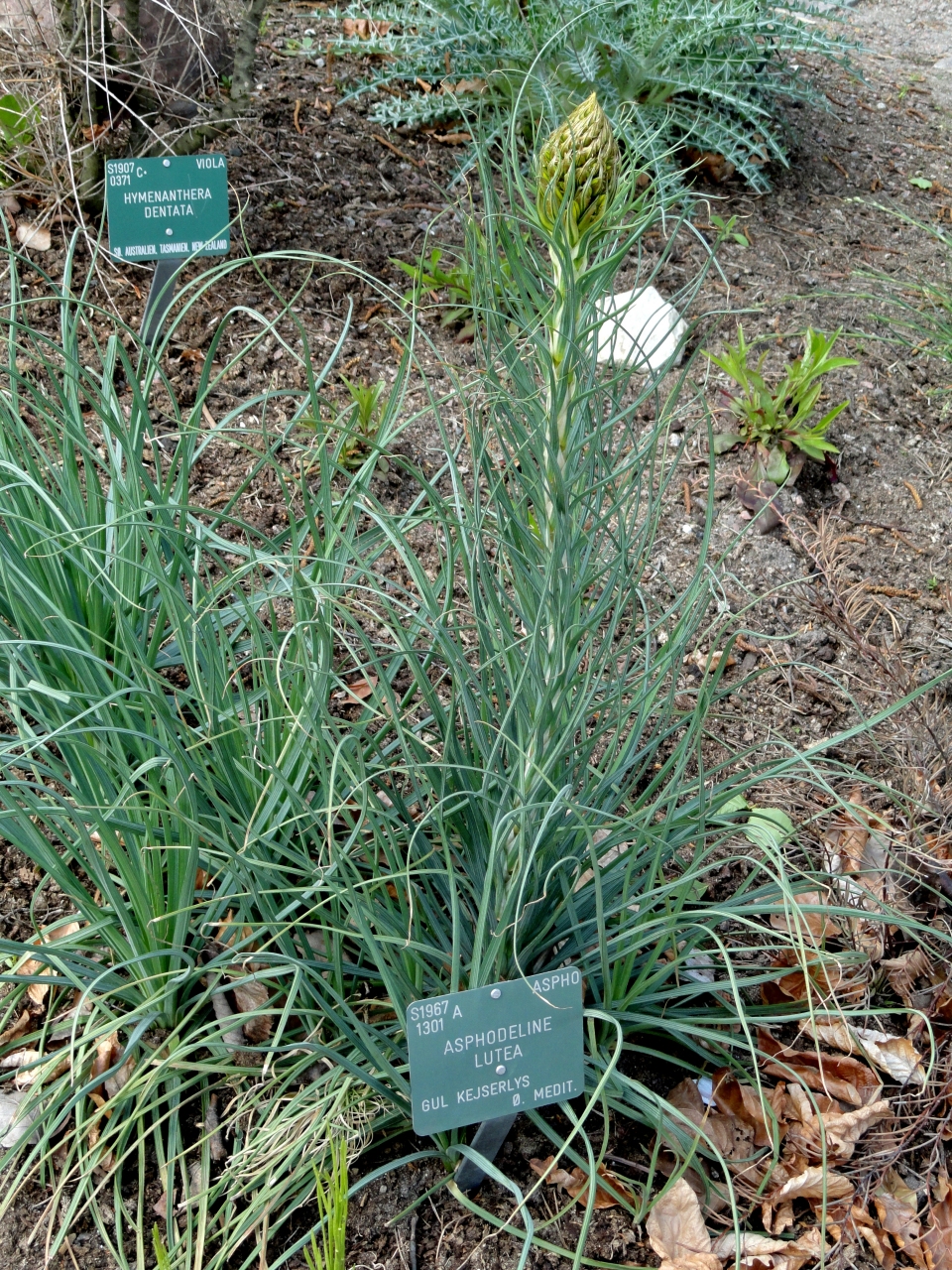 Asphodeline lutea