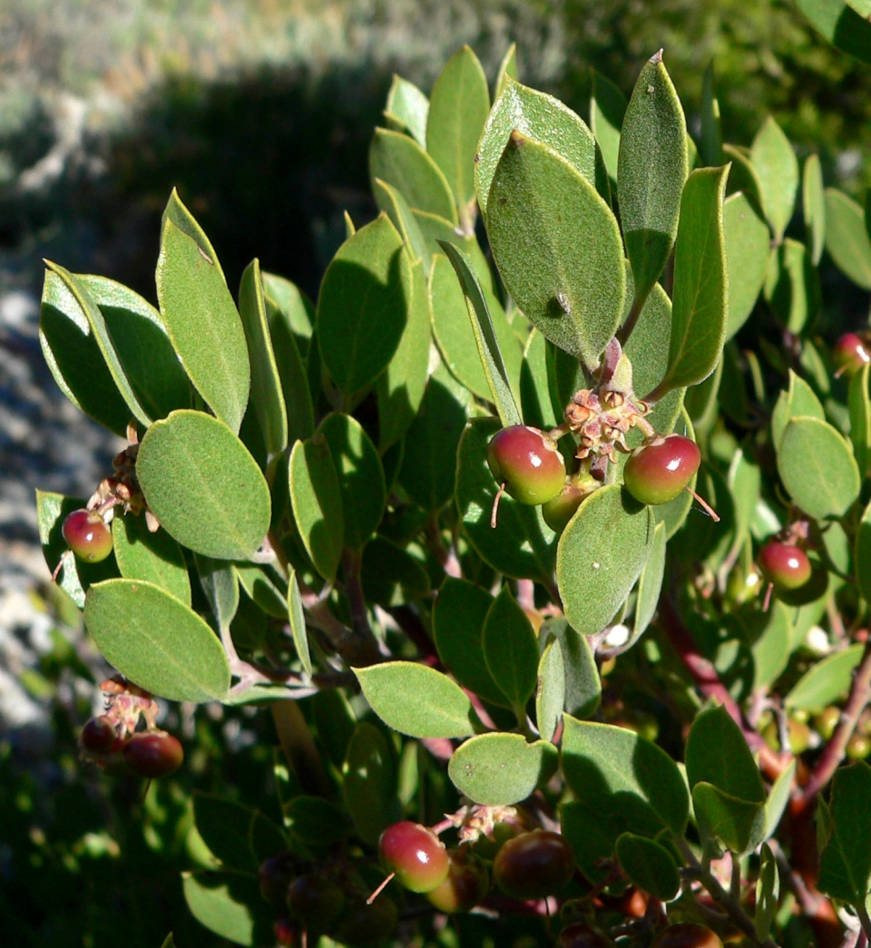 Arctostaphylos pungens