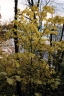 Acer pensylvanicum