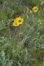 Balsamorhiza incana