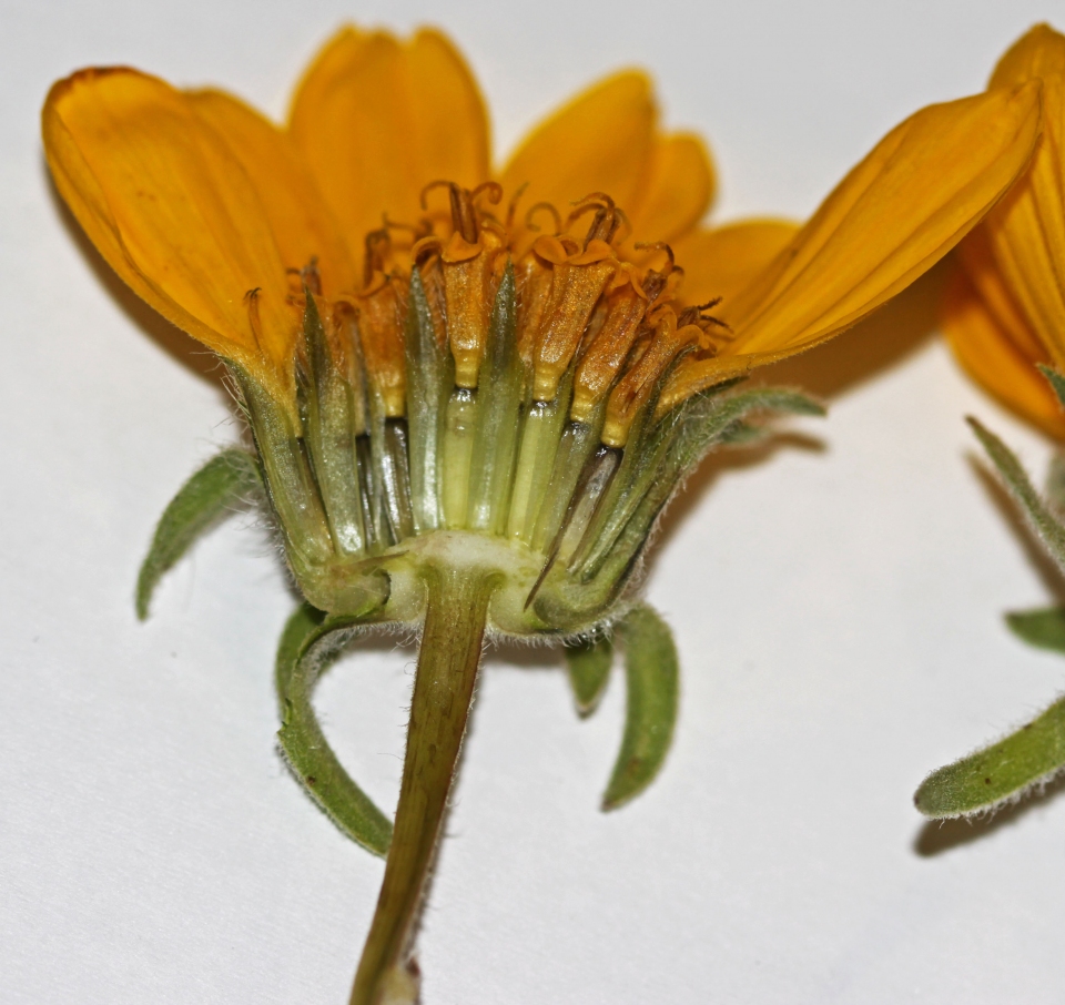 Balsamorhiza hookeri