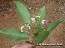 Solanum diploconos