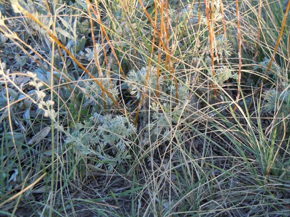 Artemisia frigida