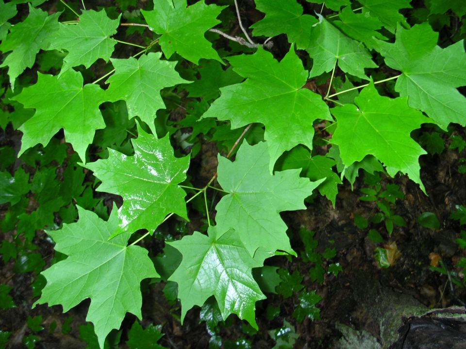 Acer saccharum