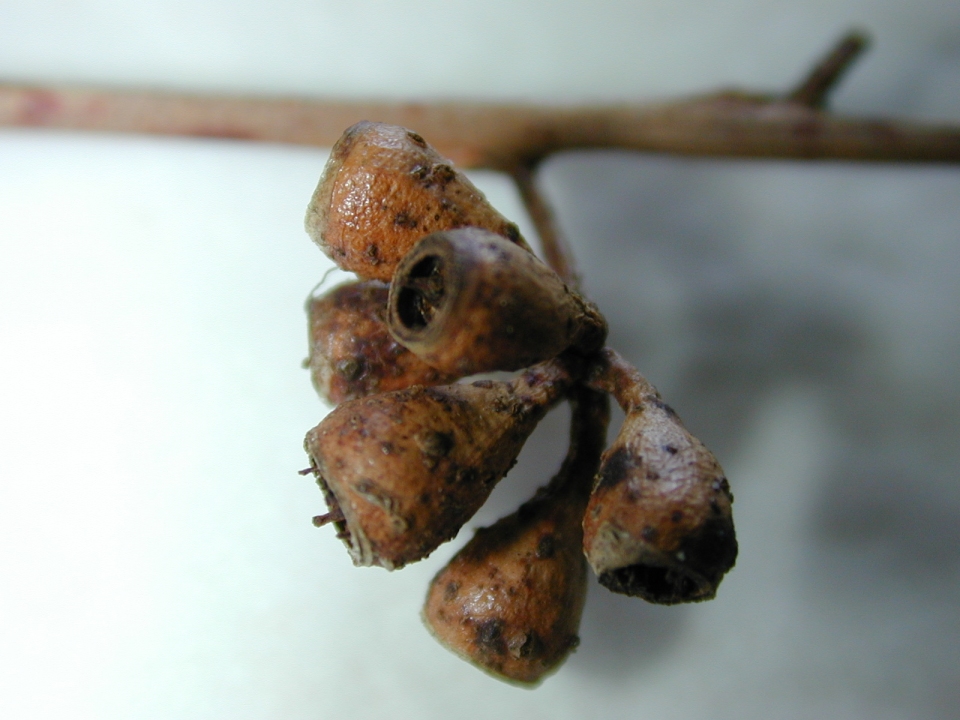 Eucalyptus crebra