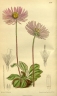 Aster flaccidus