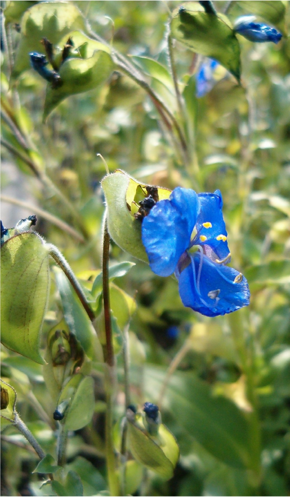 Commelina coelestis