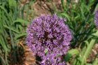 Allium aflatunense