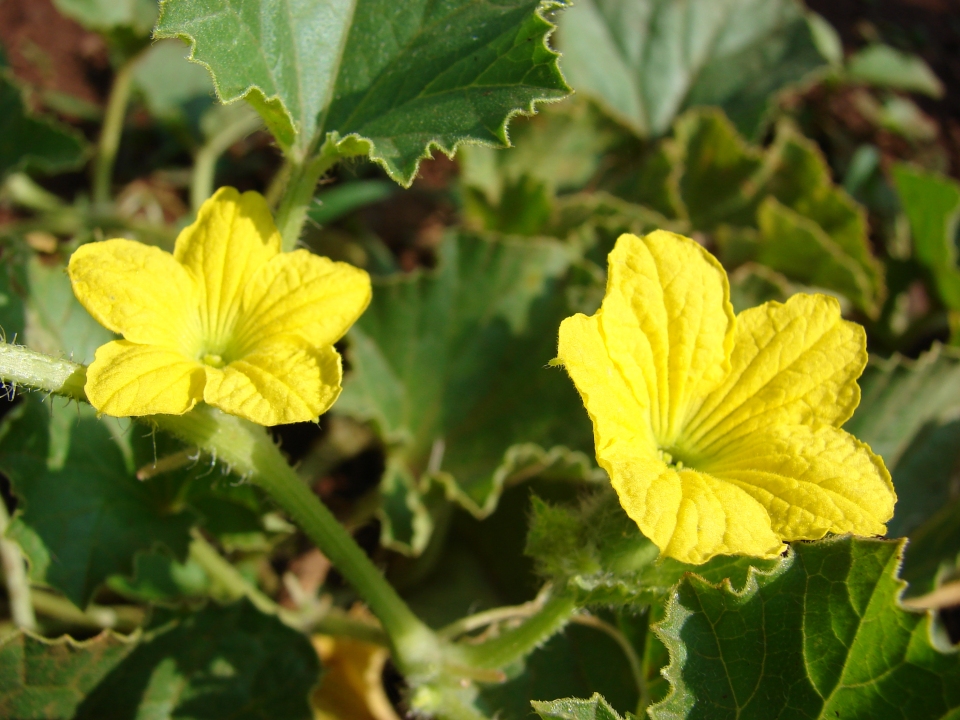 Cucumis melo cantalupensis