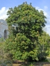 Banksia serrata