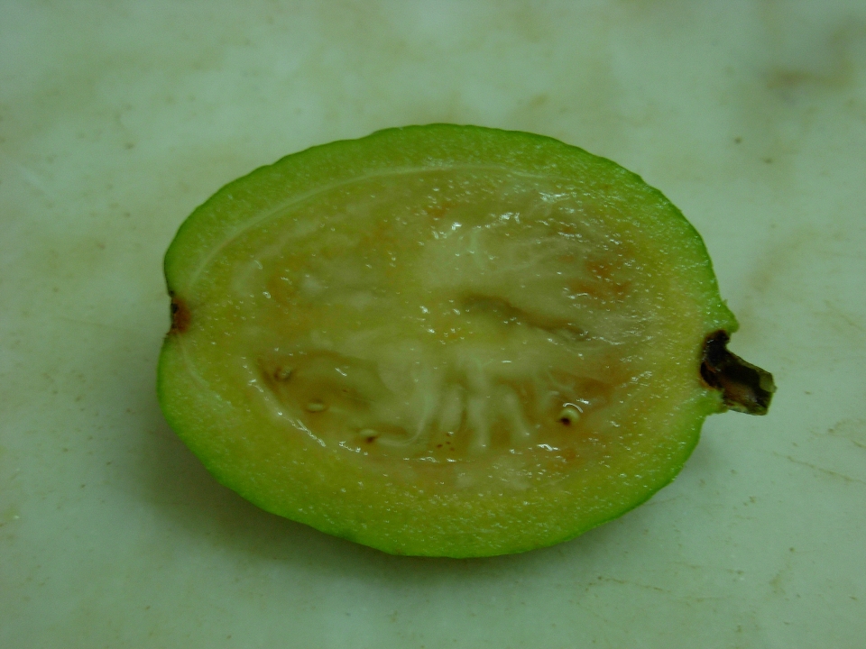 Acca sellowiana