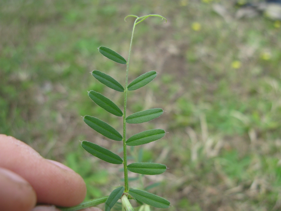 Vicia sativa