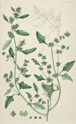 Atriplex glabriuscula