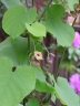 Aristolochia macrophylla