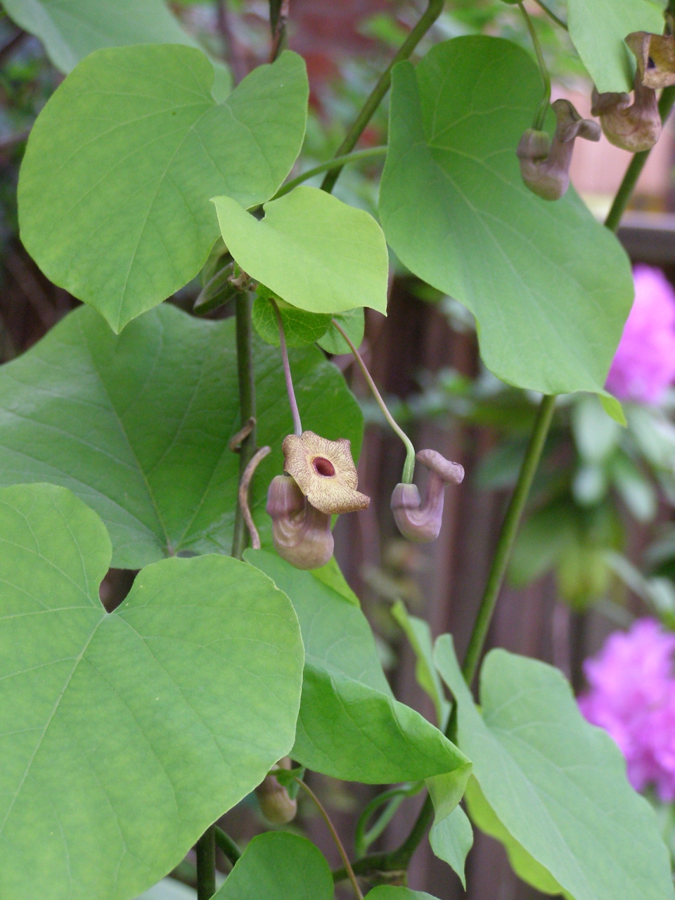 Aristolochia macrophylla