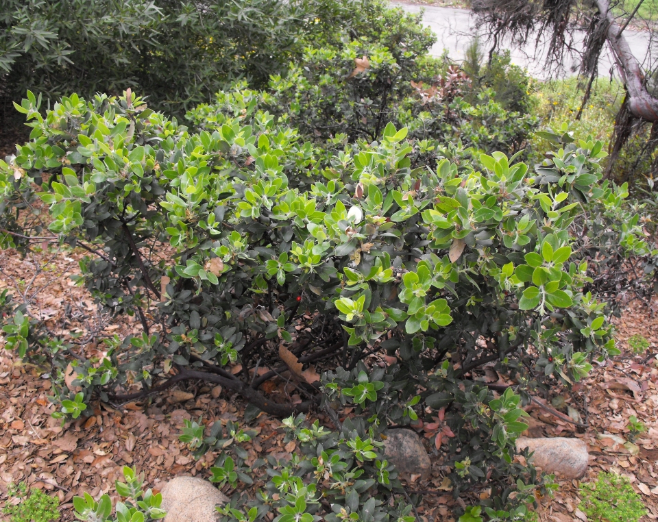 Arctostaphylos columbiana