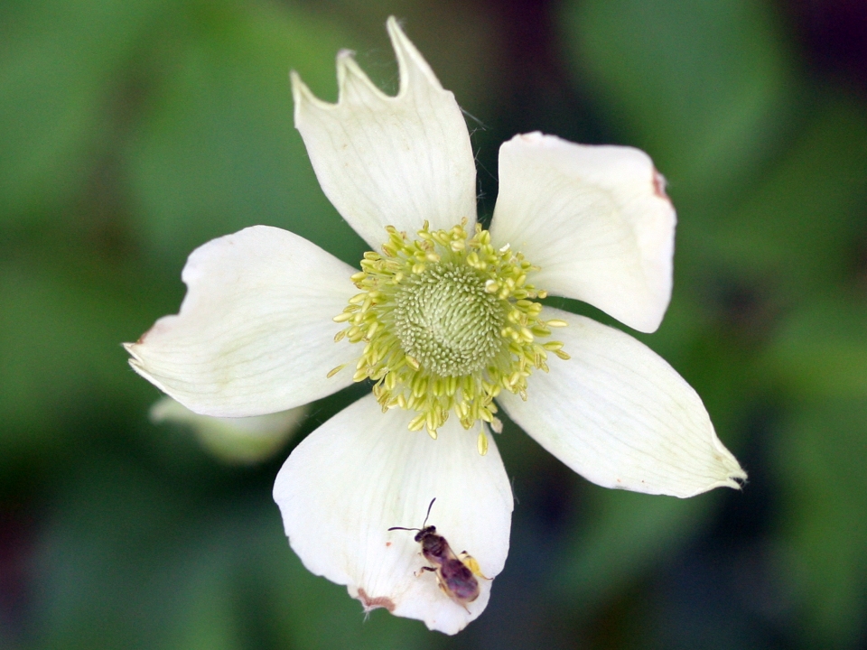 Anemone virginiana