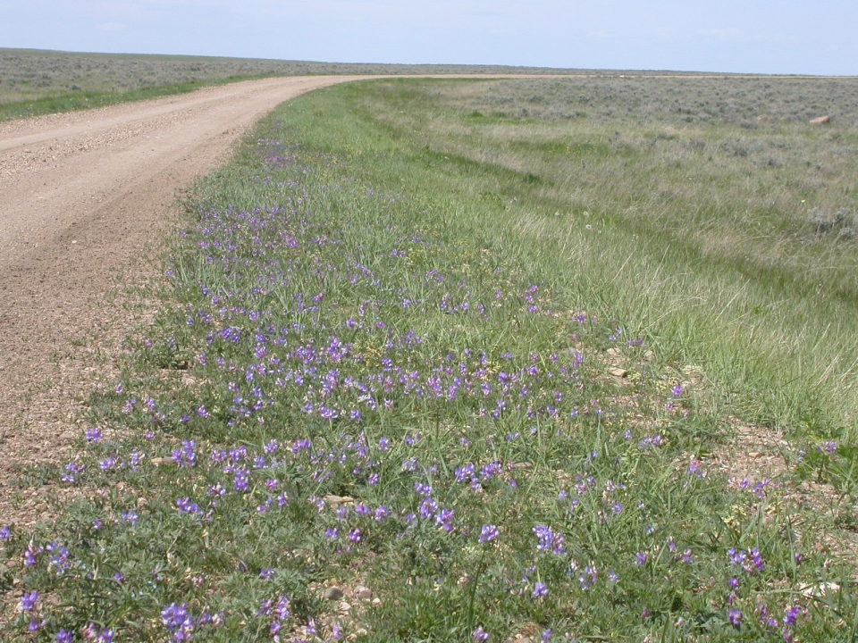 Vicia americana