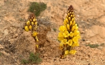 Cistanche phelypaea