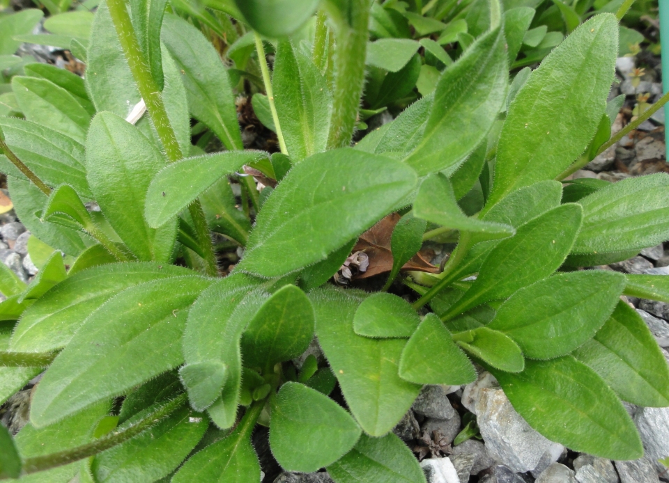 Aster flaccidus