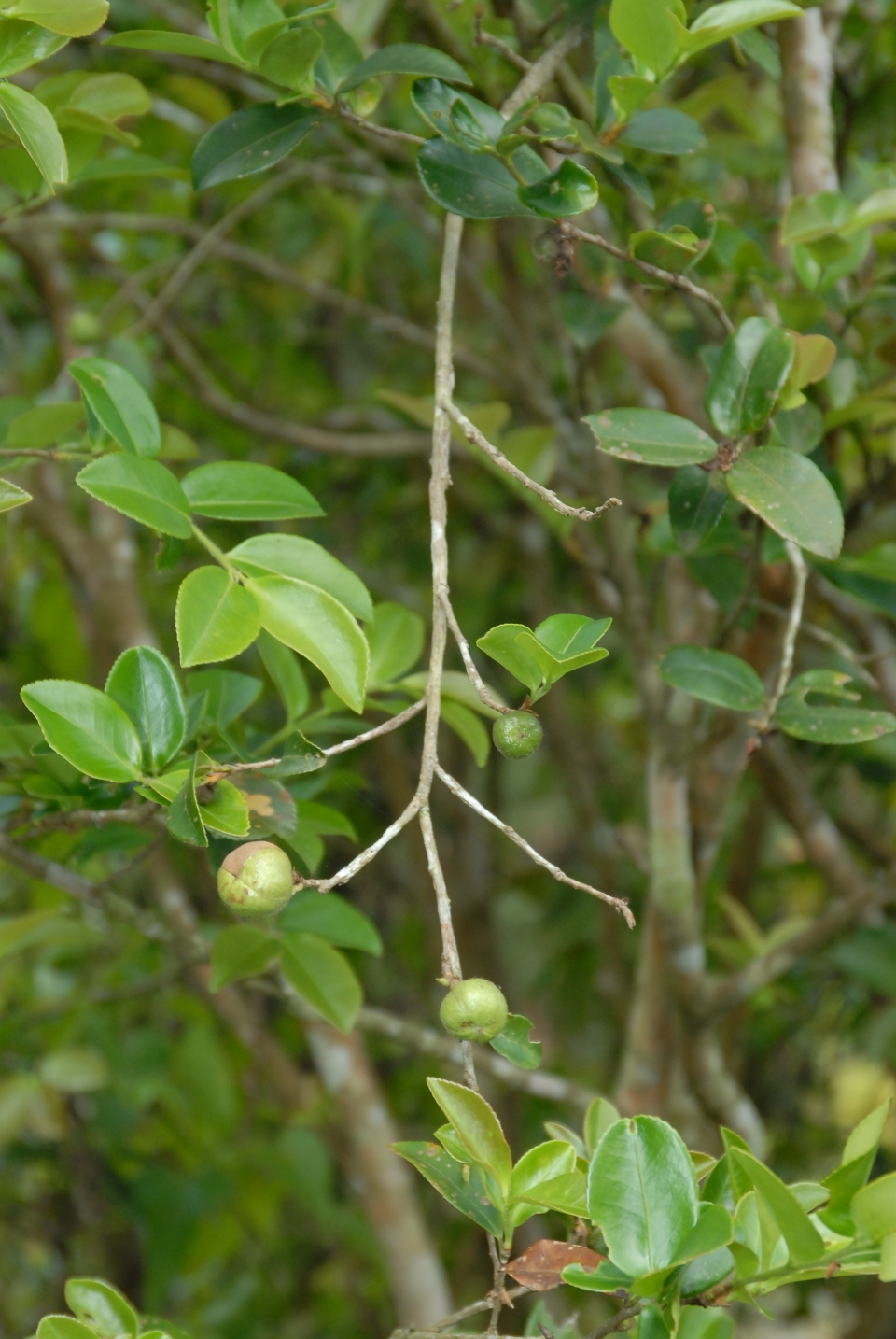 Camellia oleifera