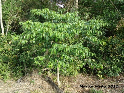 Solanum diploconos