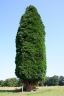 Calocedrus decurrens