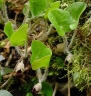 Asarum europaeum