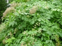 Aralia cordata