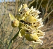 Asclepias subulata