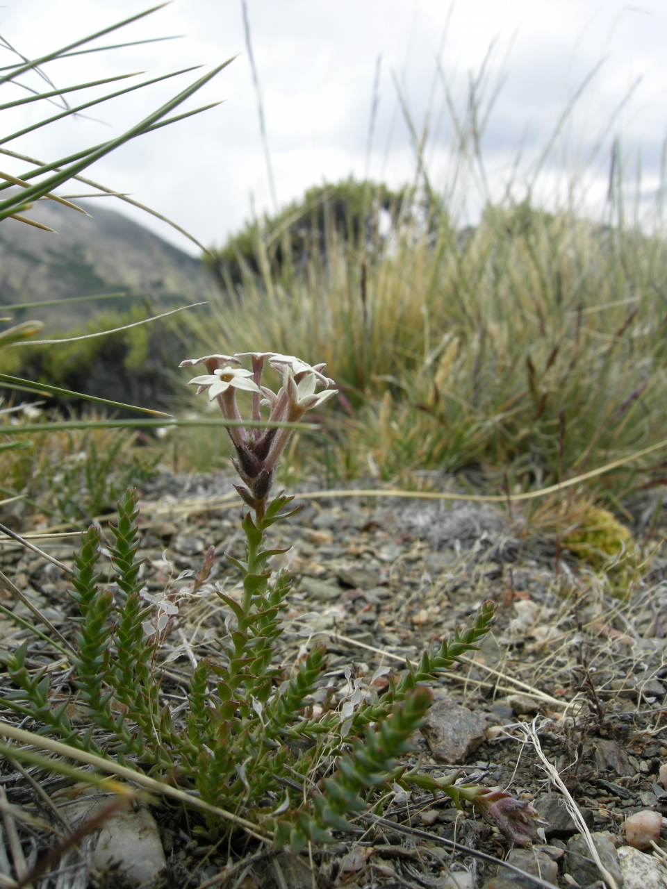 Arjona patagonica