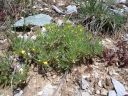 Ajuga chamaepitys