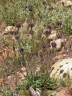 Salvia columbariae