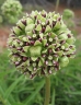 Asclepias asperula