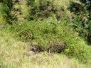 Rubus niveus