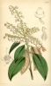 Arbutus xalapensis